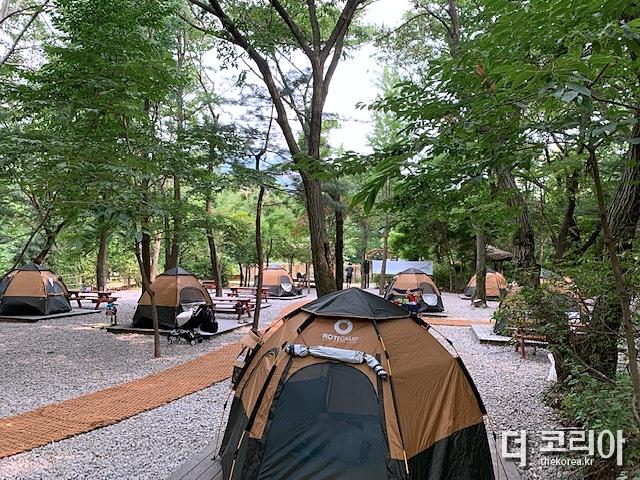 [관악산캠핑숲] 관악산 계곡 캠핑숲 전경.JPG