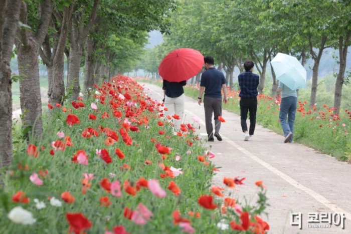 #1. 220512 보도사진1(의령 화정 ‘국내 최장 3km 양귀비 꽃길 로드’ 눈길).jpg