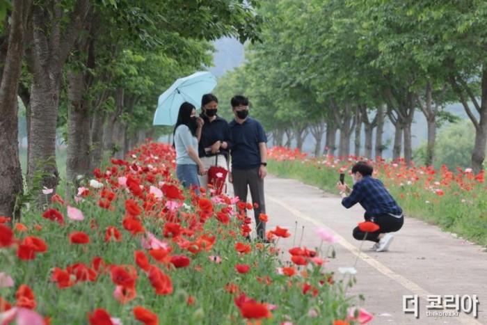 #1. 220512 보도사진3(의령 화정 ‘국내 최장 3km 양귀비 꽃길 로드’ 눈길).jpg