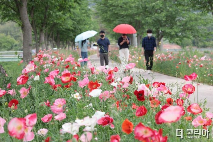 #1. 220512 보도사진4(의령 화정 ‘국내 최장 3km 양귀비 꽃길 로드’ 눈길).jpg