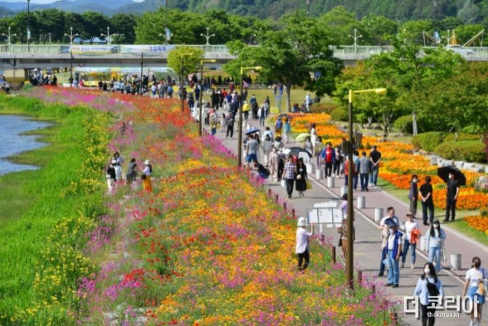 3년 만에 재개된 장성 황룡강 (洪)길동무 꽃길축제에 주말에만 7만 명의 인파가 몰렸다 (1).JPG