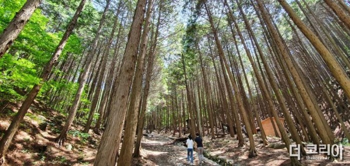 장성군이 산림청 ‘2023년 유휴산림 자산화 공모’에 전남 유일 선정됐다. 사진은 홍길동 우드랜드.jpg