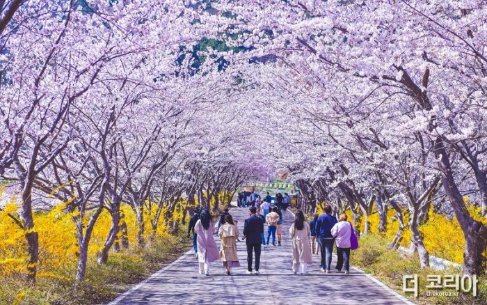 2-1 여수 승월마을 ‘봄 꽃 여행, 여수 봄 꽃으로 물들다’ 개최.jpg