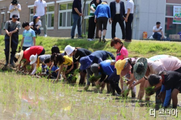 ★ [사진3] 광주북초등학교, 학교 내 ‘고고논’에서 모내기 체험.JPG