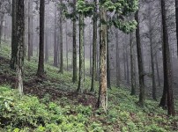 사진4. 무등산 편백숲.jpg