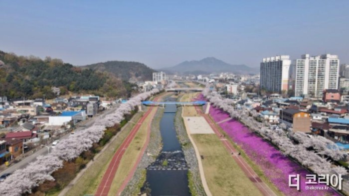 0320 [기획보도]“벚꽃으로 물든 정읍” 3월 28일~4월 1일 벚꽃축제 개최 (11).jpg