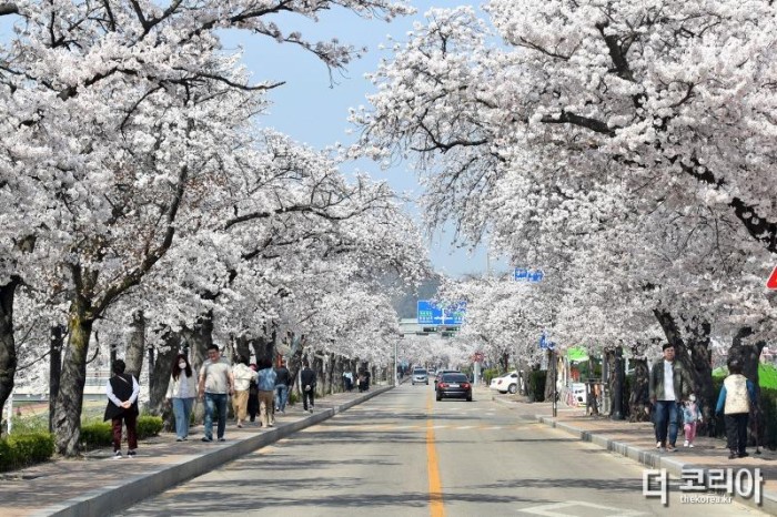 0320 [기획보도]“벚꽃으로 물든 정읍” 3월 28일~4월 1일 벚꽃축제 개최 (15).jpg