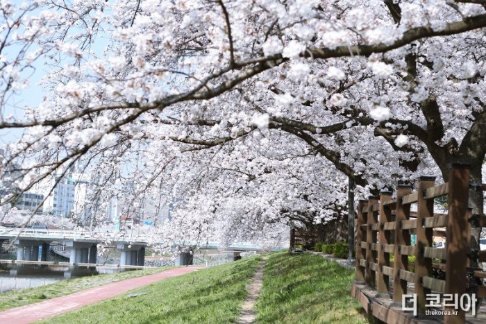 0320 [기획보도]“벚꽃으로 물든 정읍” 3월 28일~4월 1일 벚꽃축제 개최 (12).jpg