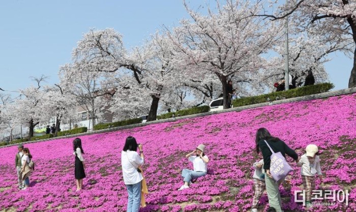 0320 [기획보도]“벚꽃으로 물든 정읍” 3월 28일~4월 1일 벚꽃축제 개최 (14).jpg