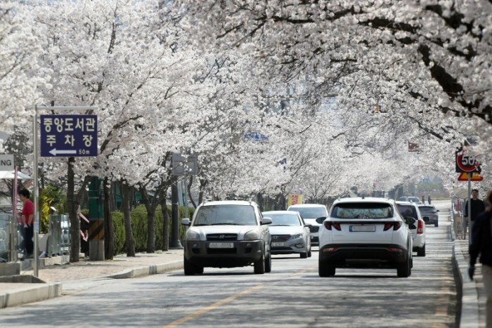0320 [기획보도]“벚꽃으로 물든 정읍” 3월 28일~4월 1일 벚꽃축제 개최 (2).jpg
