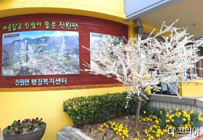 장성군 진원면 행정복지센터 입구에 ‘미선나무’ 하얀 꽃이 만개했다.jpg