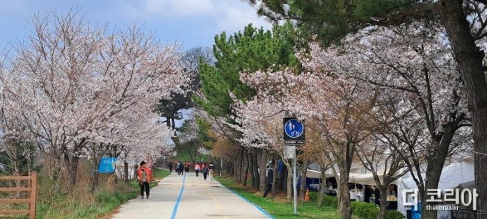 봄의 전령 ＇제7회 웅포벚꽃축제＇ 성공적으로 마쳐 3.jpg