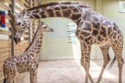 세계 기린의 날, 에버랜드 아기 기린 '마루' 공개