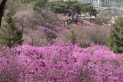 부천시, 3대 봄꽃축제와 함께 봄꽃관광도시 매력 알려