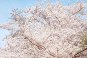 경주의 봄을 즐길 수 있는 벚꽃 데이트 명소 4