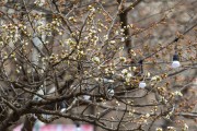 안양충훈벚꽃축제에서 봄을 맞아볼까요?