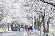 달성군, 봄바람에 흩날리는 벚꽃잎이 아름다운  ‘제11회 달창지길 벚꽃축제’ 개최