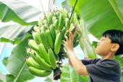 함평 나비대축제 바나나에 반한 아이들
