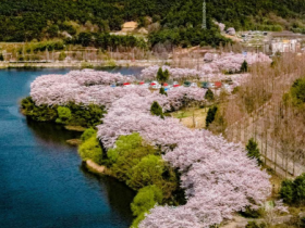 광주시 “도시공원서 벚꽃 즐겨요”