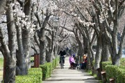 광양시, 로맨틱 벚꽃 명소 이번 주말 ‘절정’