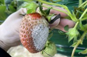 충남도, 겨울철 딸기 재배 ‘잿빛곰팡이병’ 주의