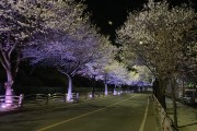 연천군 전곡읍, 13일 은대근린공원서 벚꽃축제 개최