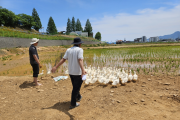 전남교육청 전남생명과학고, 오리농법으로 친환경 쌀 생산 시작!