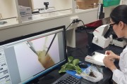 보성군, 딸기 안정생산을 위한 화아분화 검경 서비스 시작