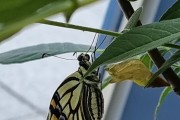 고창군환경교육센터, 나비 특별전시 ‘호랑나비야 돌아와’ 개최