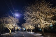 영암군 “빛을 품은 구림 벚꽃길, 아름답고 안전한 추억길 완공”