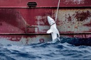 그린피스, UN 해양 콘퍼런스 참여한   각국 리더에게 ‘강력한 해양 조약’ 체결 촉구