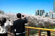 “그대여~우리 같이 꽃길 걸어요!” 강남구, 벚꽃 축제 개막