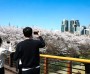 “그대여~우리 같이 꽃길 걸어요!” 강남구, 벚꽃 축제 개막