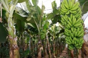 완도군, 무농약 바나나 재배 성공 ‘첫 수확’