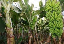 완도군, 무농약 바나나 재배 성공 ‘첫 수확’