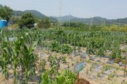 ‘전원마을’삼향동, 주말농장 참가자 모집
