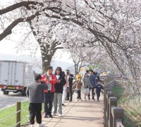 천안위례벚꽃축제 성료···6~7일 양일간 4만여 명 방문