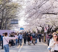 310만 명이 즐긴 봄꽃 축제…영등포구, 안전관리 끝까지