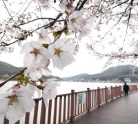 벚꽃 향기 흩날리는 시흥은 온통 ‘봄봄봄’