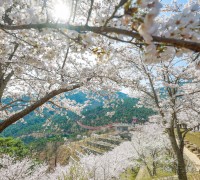 연분홍 꽃길 둘러쌓인 산청 무릉도원